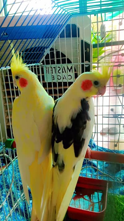 full healthy pair cocktail parrot urgent sale