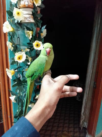 ringnect parrot