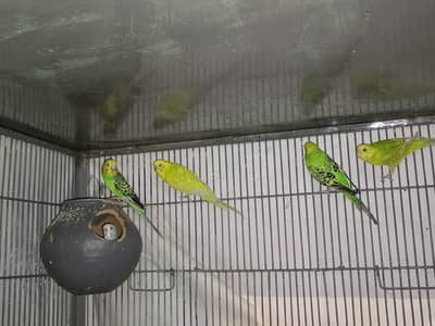Australian Budgies