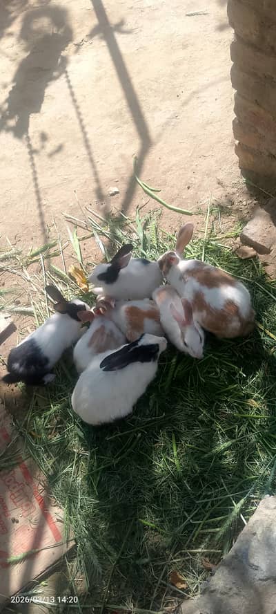 pair rabbit with 5 kids. .