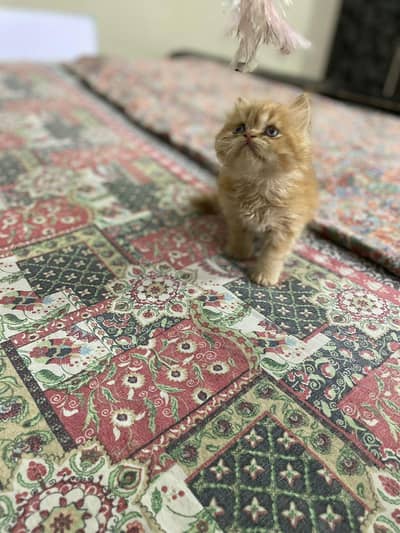 Kittens| Persion Kittens| Triple coated| Kittens for sale.