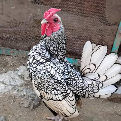 silver sebright pair