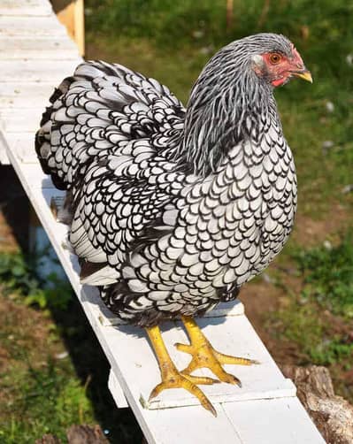 silver wyandotte breeder for sale/ red blue laced wyandotte/splash