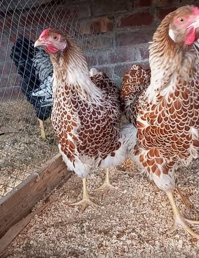 splash wyandotte breeder for sale/ wyandotte/fancy hen/  hen