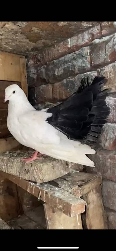 granted fantail breeder pair