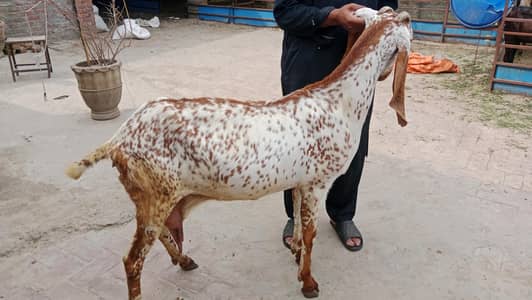 makhi cheeni/female goat/bakri makhi cheeni