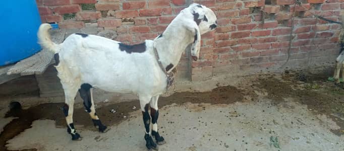 qurabni k lyia botha achi han