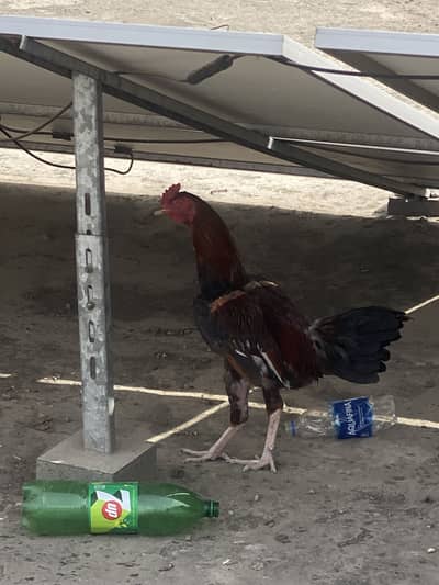 Pure aseal murga home breed