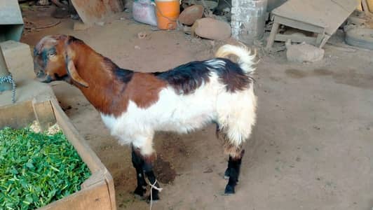 Male Pahari bakra active
