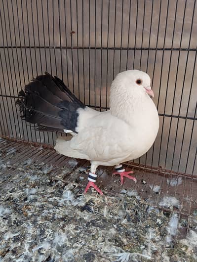 black tail white lahka