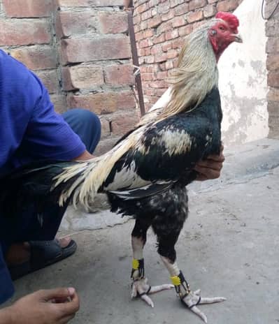 Aseel Mianwali |Sindhi aseel | aseel chicks |  only for sale in lahore