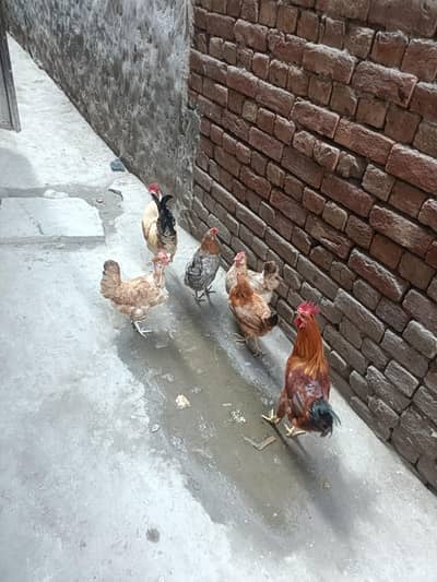 hen for sale sab enday dati hin