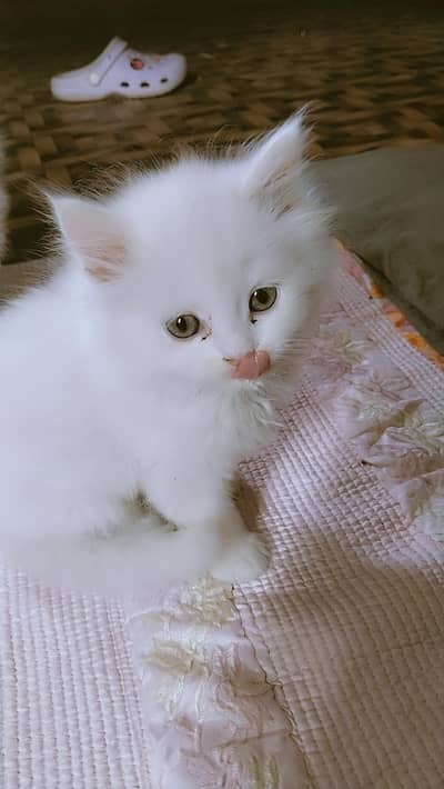 Persian Kitten's