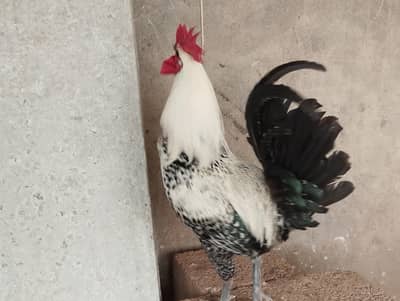 Desi Rooster (Pure Misri/Egyptian Fayoumi)