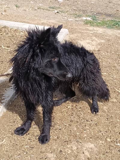 German Shepherd Black Female Long Coat