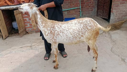 makhi cheeni/female goat/bakri makhi cheeni
