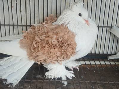 yalow colr 16000 and silwar 9500 blu9500 wihit 7000