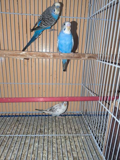 budgie pattey healthy active