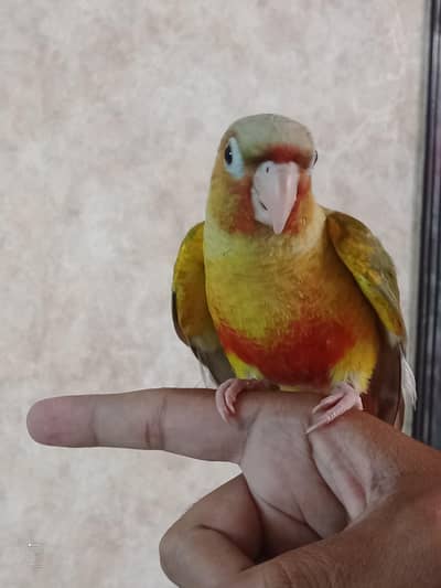 Pineapple Conure Handtame For Sale