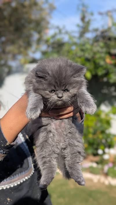 persian cat