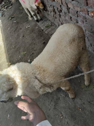 2 male sheep's for sale price 80000