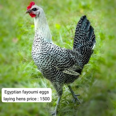 Golden misri | desi murghi | australorp | egyptian fayoumi | starter m