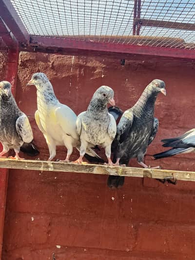 Baby pigeon for sale only 1500 pr