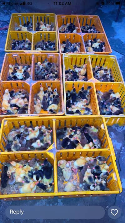 Desi chiks + Duck Chiks + Colour Full + Chakoor + Turkey’s Chiks