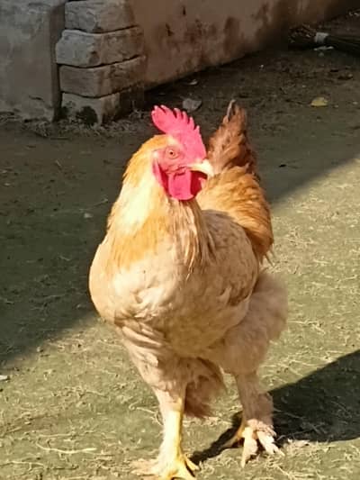 Golden buff for sale