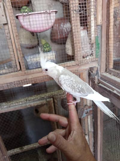 Tame beauty Tame cocktail  