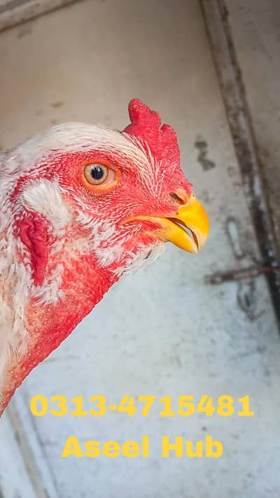 Heera | Aseel | Qandhari | kandhari |