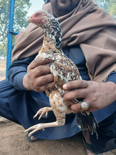 mianwali aseel madi for sale anda da rhi ha