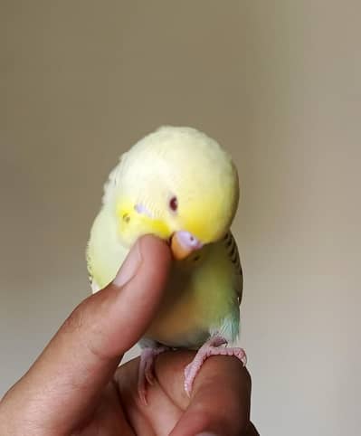 handtame budgie lovebird pairs