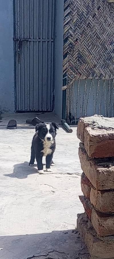 border coli line dog papi healthy and active