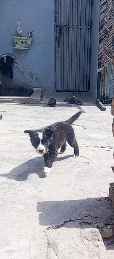 border coli line dog papi healthy and active