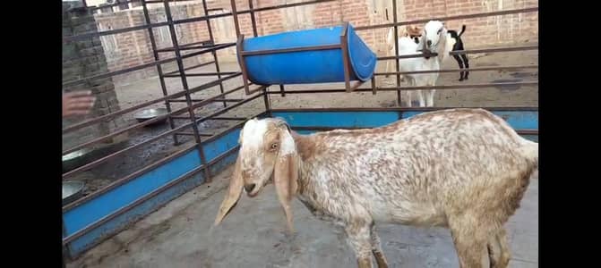 makhi cheeni/female goat/bakri makhi cheeni