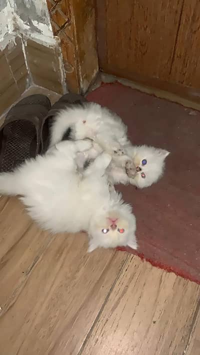 Persian Kittens