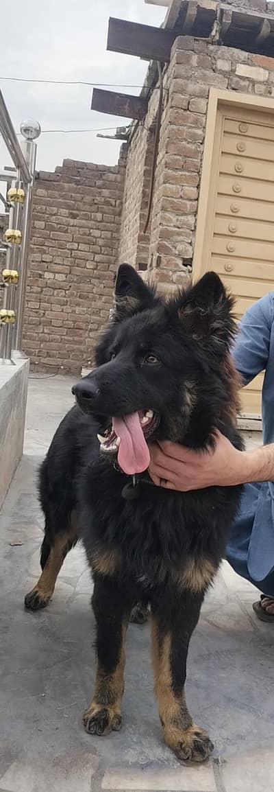 dubal cort hai male hai many 3 days ka liya tha 3 vacsen hoi hai