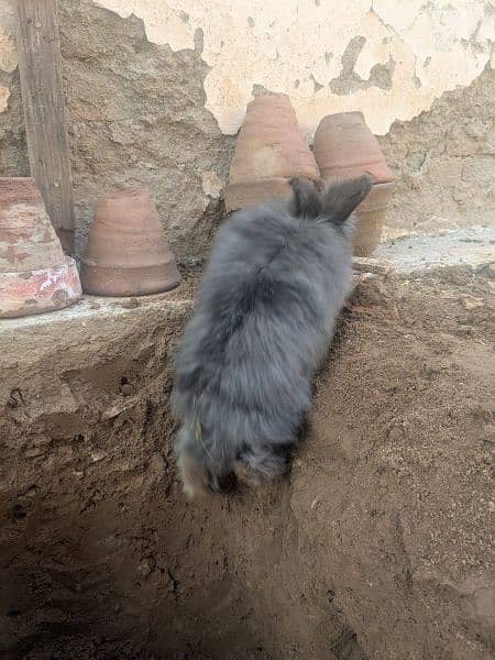 Rabbit 4