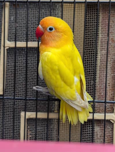 Lotino parsonata female only