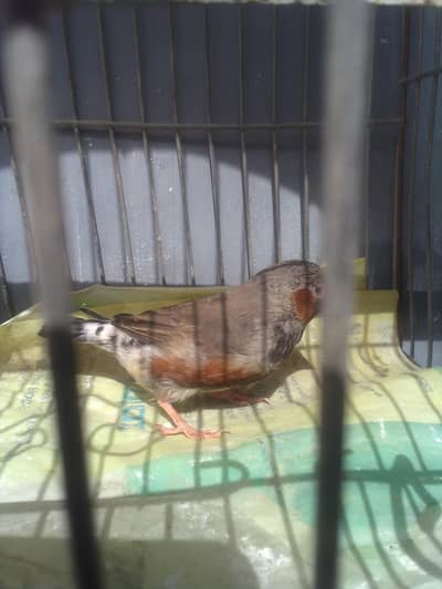 Haf orange & working males