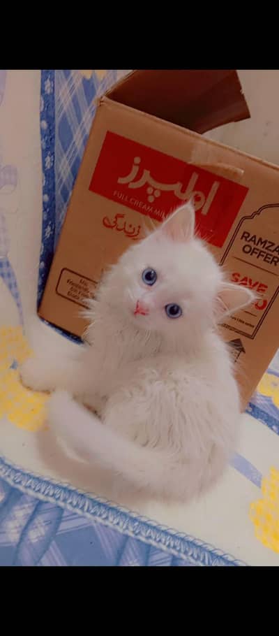 Persian Kittens double+ coat Pair