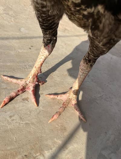 aseel mianwali cross murga pure sale