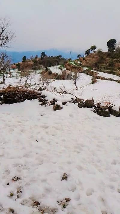 Female Assistnd Dairctor Requaird For office.