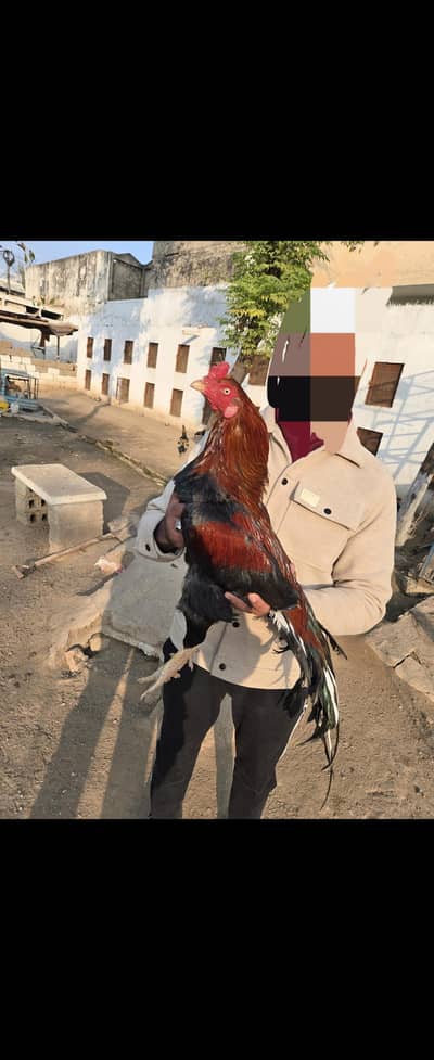 High Quality Aseel Pair  With 2 New Born Chicks