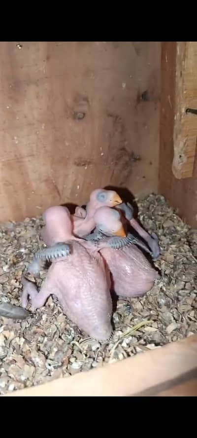 GREEN PARROT CHIKS FOR SALE