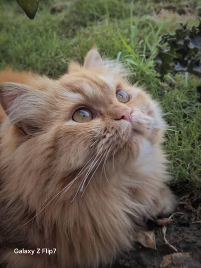 ginger persian female