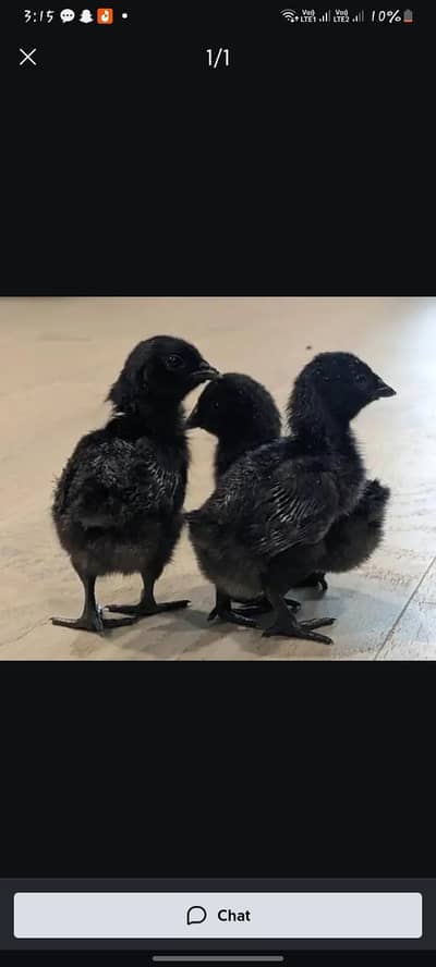 ayam cemani grey toung chicks
