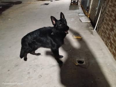 Garman shaft dog pkc padigree