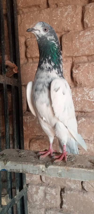 ToTaL Ik Sath Deny Han Parwazi prindy